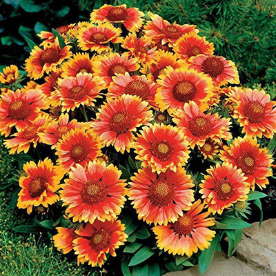 WILLVINE NDIR-10 Gaillardia Mixed Flower Seeds - Dwarf Variety Seed(100 per packet)