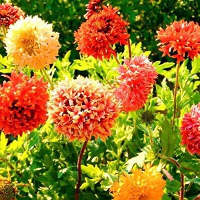 VibeX NBIR-42 - Gaillardia Double Beautiful Flower Hybrid - (540 Seeds) Seed(540 per packet)