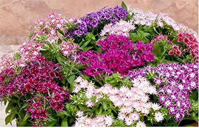ACCELCROP Phlox Mix Color Flower Seed(48 per packet)
