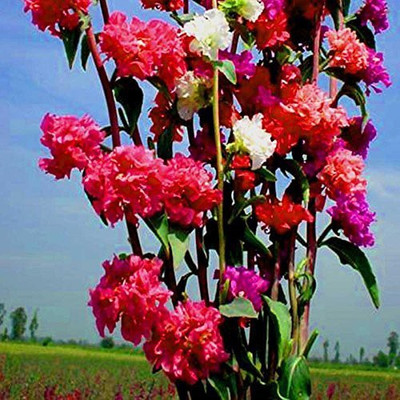 CYBEXIS Flower Seeds : Clarkia Unguiculata Seed(50 per packet)