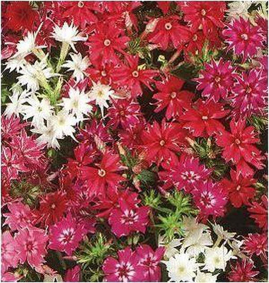 Aywal Phlox Flower Seed, Fragrant Dwarf Hybrid Beauty Mixed Seed(100 per packet)