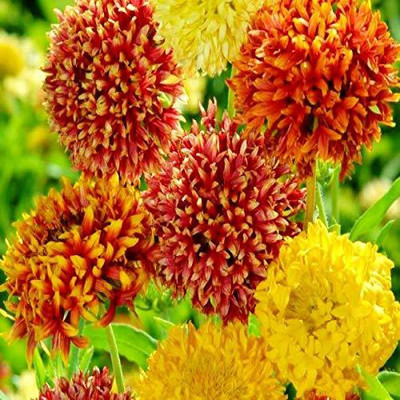 CYBEXIS Gaillardia Double Flower Seeds F1 Hybrid Seed(50 per packet)