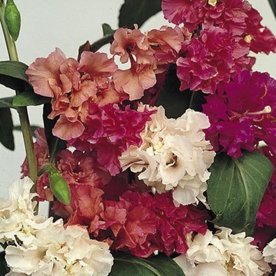 Aywal Clarkia Flower Seed(80 per packet)