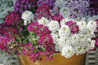 Aywal Alyssum Mixed Hybrid Flower Seed(10 per packet)