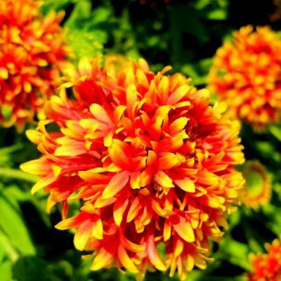 CYBEXIS LXI-73 - Gaillardia Double Beautiful Flower F1 Hybrid - (60 Seeds) Seed(60 per packet)