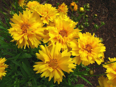 Aywal Hybrid Coreopsis Flower Seed(60 per packet)