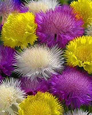 ACCELCROP CORNFLOWER MIXED FLOWER Seed(23 per packet)