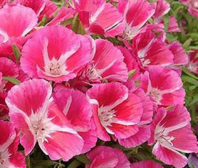 CYBEXIS Clarkia Elegans-Dbl Flwr Mix Flower Seeds Seed(50 per packet)