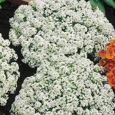 KANAYA Alyssum Red Flower Seed(13 per packet)