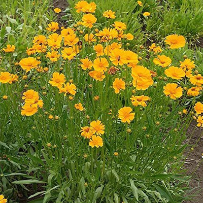 Aywal Coreopsis Mix Color Flower Seed(50 per packet)