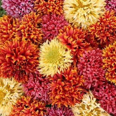 CYBEXIS VXI-2 - Gaillardia Dwarf Dbl Mixed Garden - (180 Seeds) Seed(180 per packet)