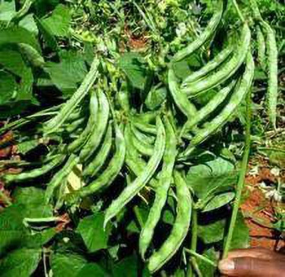 EVY BOARD BEAN SEED Seed(100 per packet)