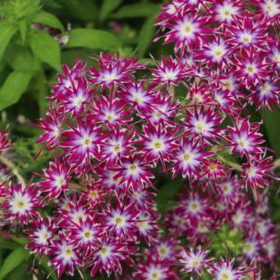 Aywal Phlox Mix Color Flower Seed(60 per packet)