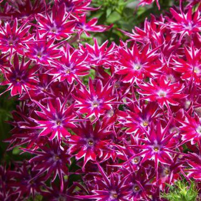 CYBEXIS Phlox Star Loly Mixed Flower Seeds Growing Seed(1 g)