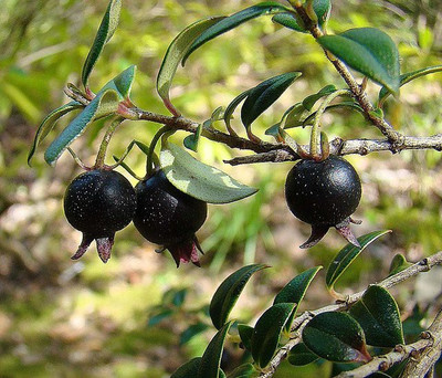 PLANTO FARM Guava Plant(Hybrid, Pack of 1)