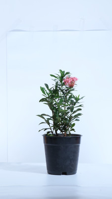 Ultima Search Ixora Mini Pink Flowering Plant(Pack of 1)