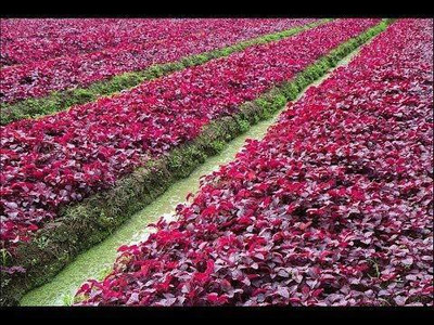 Aywal Amaranthus Leaf Cholai Red Saag Seed(20 per packet)
