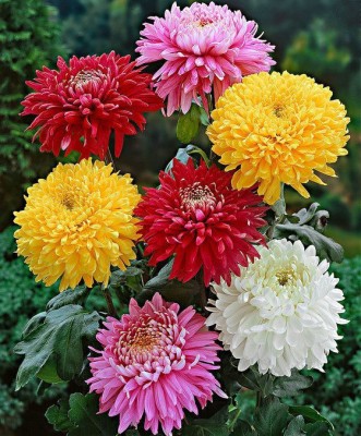 Paudha Exotic Chrysanthemum Mix Seed(67 per packet)