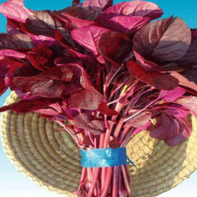 KANAYA Amaranthus Leaf Cholai Red Saag Seed(20 per packet)