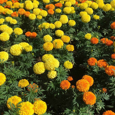 XOLDA Exotic Marigold Flower Seed(61 per packet)