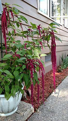 KANAYA Amaranthus Burgundy Red/ Dark Green Flower Seed(65 per packet)