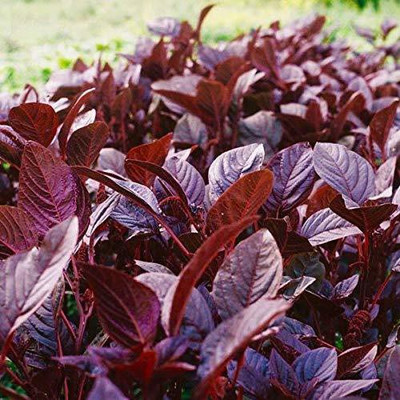 Aywal Amaranthus Leaf Cholai Red Saag Seed(500 per packet)