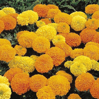 XOLDA Exotic Marigold Flower Seed(10 per packet)