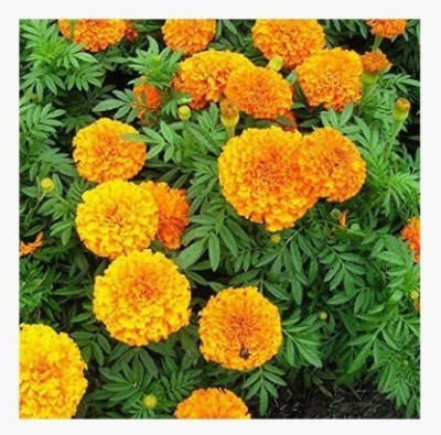 XOLDA Exotic Marigold Flower Seed(36 per packet)