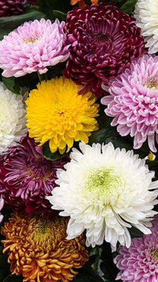 XOLDA Exotic Chrysanthemum Flower Seed(20 per packet)