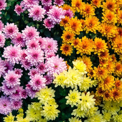 Paudha Exotic Chrysanthemum Mix Seed(67 per packet)