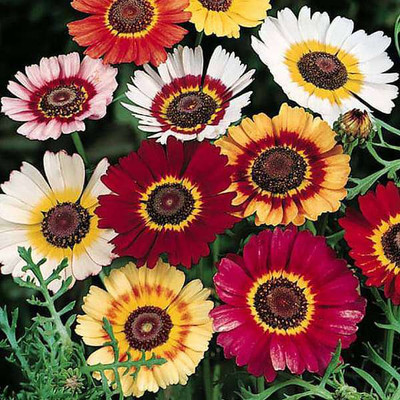 XOLDA Exotic Chrysanthemum Flower Seed(60 per packet)