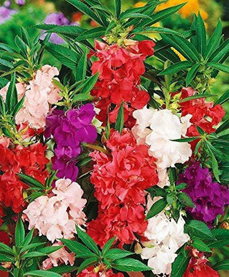 XOLDA Exotic Balsam Mix Flower Seed(26 per packet)