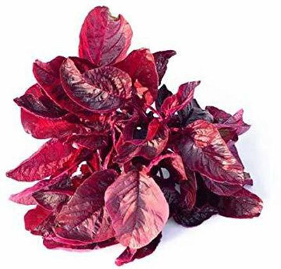 VibeX ® XXL-583 Amaranthus Red/Cholai Red Saag Seed(500 per packet)