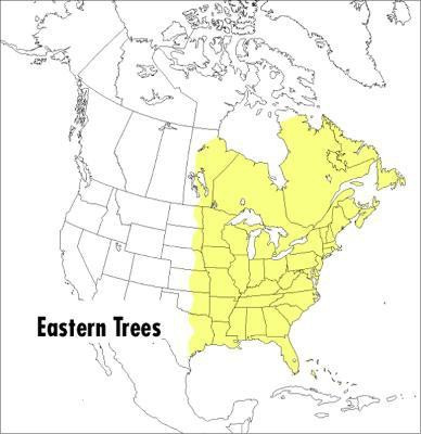 Peterson Field Guide To Eastern Trees, A(English, Paperback, Petrides George A.)