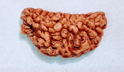 Vegga 1 mukhi rudraksha certified Wood