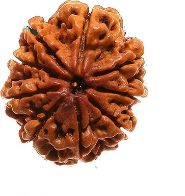 Shiva Tears 9 mukhi rudraksha Original Certified / 9 Faced rudraksha Original Nepal Beads Wood