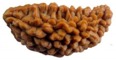 Shiva Tears 1 Mukhi Rudraksha Rameshwaram Beads (Natural Brown) Beads Wood