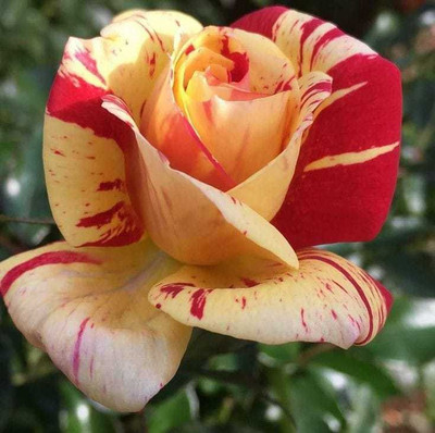 Aquinnah Graden Wax Apple Plant(Hybrid, Pack of 1)