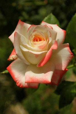 Ukanda Rose Plant(Hybrid, Pack of 1)