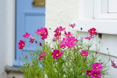 CYBEXIS NBIR-25 - Hybrid Cosmos- Flower - (90 Seeds) Seed(90 per packet)