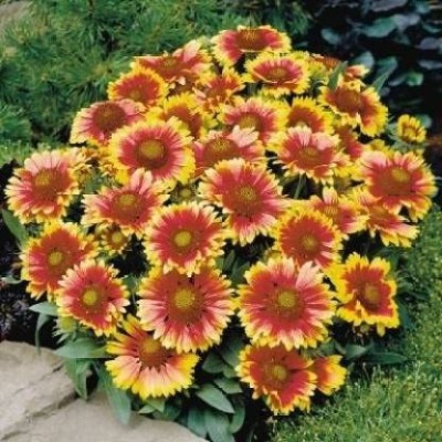 Aywal Gazania Mix Flower Seed(40 per packet)