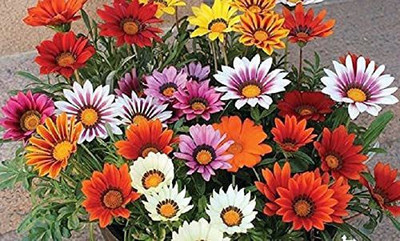 ACCELCROP Exotic gazania Seed(48 per packet)