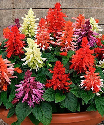 KANAYA Salvia Pink Seed(48 per packet)
