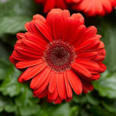 XOLDA Exotic Daisy Red Flower Seed(46 per packet)