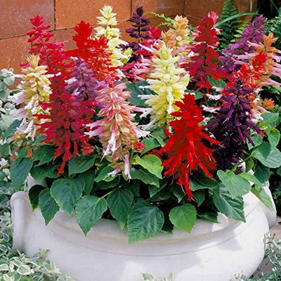 KANAYA Salvia Mix Flower Seed(20 per packet)