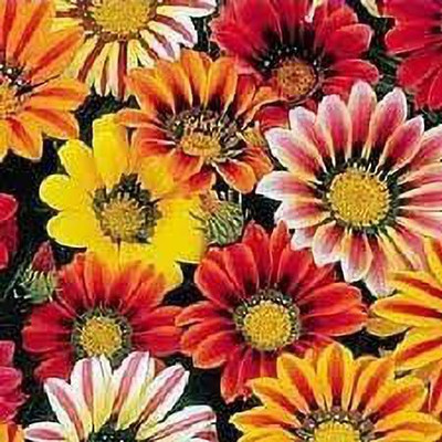 Aywal Gazania Mix Color Flower Seed(30 per packet)