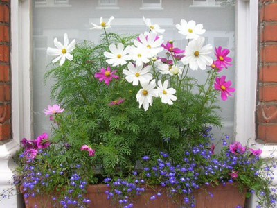 CYBEXIS VVI-4 - Flower : Cosmos - (30 Seeds) Seed(30 per packet)