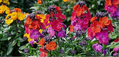 KANAYA Salvia Mixed Seed(15 per packet)