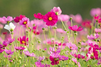 CYBEXIS NBIR-42 - Dwarf Cosmos Flowering - (90 Seeds) Seed(90 per packet)