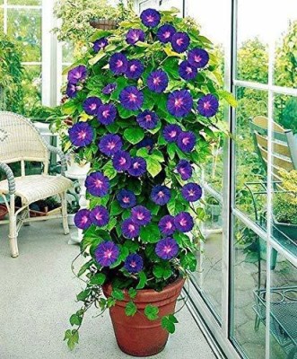 VibeX VVI-38 - Morning Glory Flower - (100 Seeds) Seed(100 per packet)